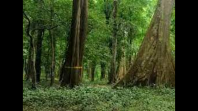 Pune: 24,000 hectares of division’s forests to become protected zone