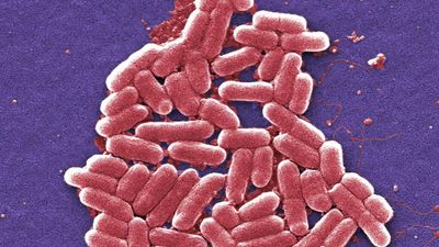 Aust nuclear scientists fight superbugs