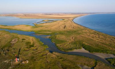 Dead dolphins: how nature became another casualty of the Ukraine war