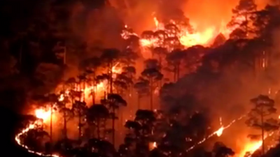 Uttarakhand: Almora records highest forest fire damage in 10 yrs