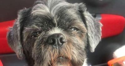 Mum claims pooch is Billy Connolly doppelgänger as mutt has same hairstyle and beard as Scottish comic