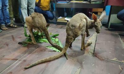 Kangaroos in the street and a suitcase of iguanas: India’s exotic pet problem