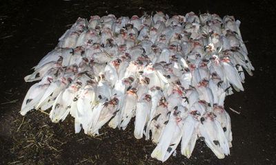 ‘Dropping dead out of trees’: more than 100 corellas in apparent mass poisoning in northern Victoria