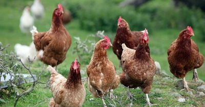 Devastation as one of Scotland's biggest egg farms ceases trading after almost 100 years in business