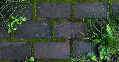 Garden expert's £2 trick that will help you easily remove moss from paving stones