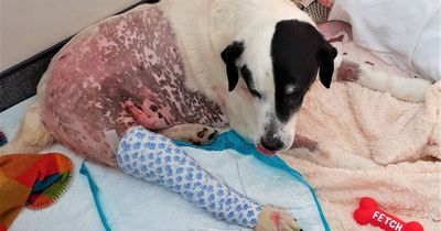 Public donate thousands to vet's bill for Bullet, the dog attacked by out-of-control lurcher pack