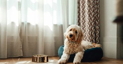 Experts share common dog bed cleaning mistake that makes you and your pet ill