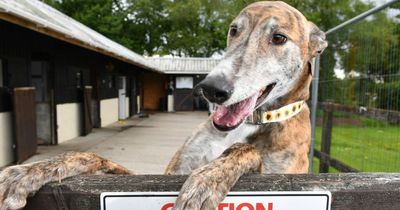 Rescue home cares for one special breed of dog that is alien to 'normal life'