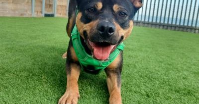 Edinburgh dogs that are looking for their forever home this June