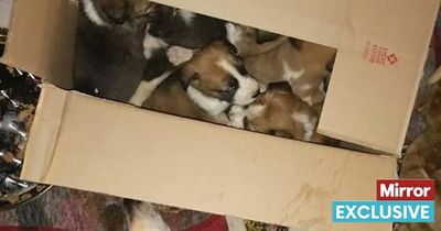 Desperate plea to rehome disabled dogs who don't know what it's like to be loved