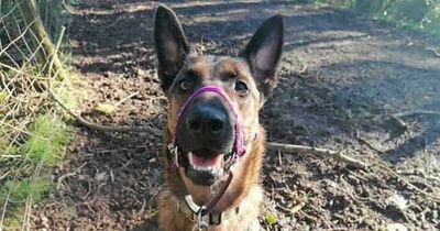 Dog spends almost 1,000 days in RSPCA kennels after being rescued from hell home