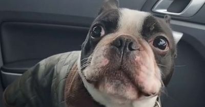 Adorable dog has 'instant regret' after pleading owner to take him on a walk in the Welsh rain