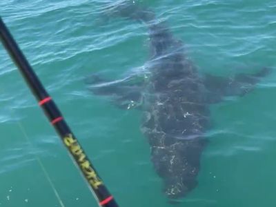‘Monster’ great white shark startles fishing group off New Jersey coast