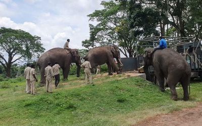 Stopped by Arunachal students, trucks carrying elephants to Gujarat released