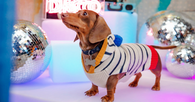 Glasgow bar to host Scotland's first-ever Dachshund Disco this month