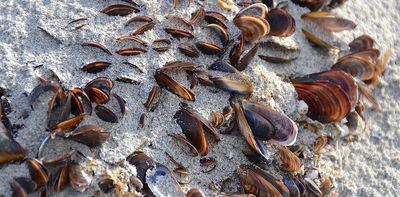 Alien species are moving across oceans faster: climate change will accelerate this
