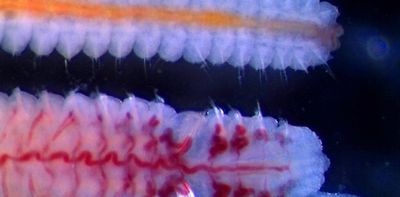 Worms in the seas of southern Africa: we're on a journey to setting the record straight