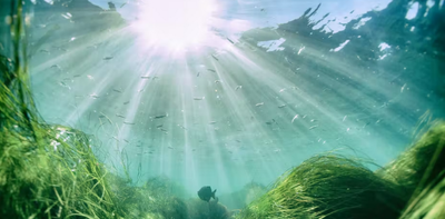 Seagrass meadows: getting to know these unsung heroes of southern Africa's oceans