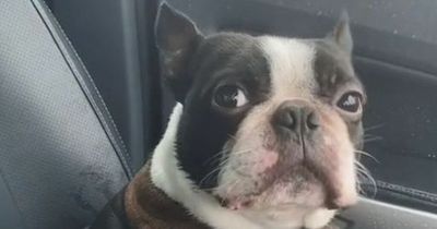 Hilarious dog's 'instant regret' after pleading owner to take him on a walk in hammering rain