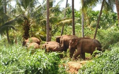 Centre to conduct combined elephant and tiger survey this year