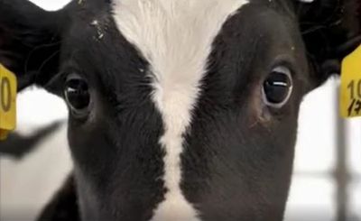 Vegan Friendly UK ad banned over graphic images of animals in distress