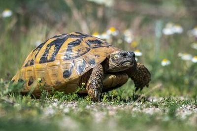 Urns of loved ones’ ashes, a tortoise: The bizarre items left in Ubers