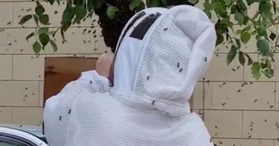 Woman captures swarming bees with bare hands grabbing huge cluster of hanging insects