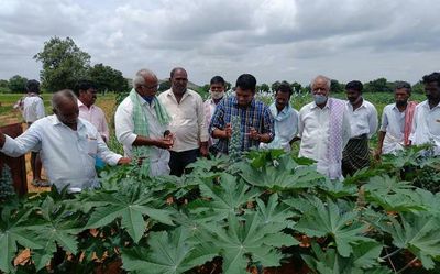 Demand for groundnut seeds wanes as farmers look for alternatives