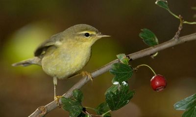 Country diary: Suddenly I crave to hear a willow warbler