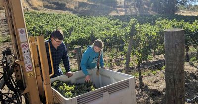Mount Bera wines happy to join the growing gruner gang in Adelaide Hills