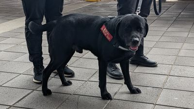 Dogs to sniff out COVID-19 in patients and visitors at Adelaide's Lyell McEwin Hospital