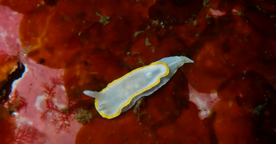 Mediterranean sea-slug found off Ulster coast as climate concerns highlighted on World Oceans Day