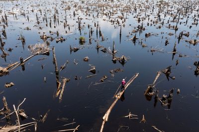 In Nigeria's disappearing forests, loggers outnumber trees