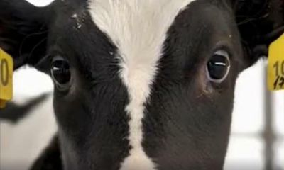 UK watchdog bans vegan TV ad for showing violence towards animals