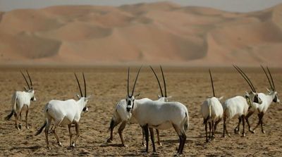 Saudi Arabia Welcomes First Arabian Oryx in 90 Years