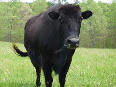 Beefalo, a bison-cattle hybrid, is being touted as the healthy meat of the future