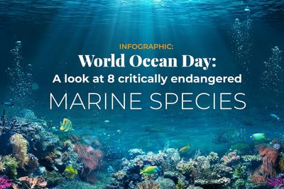 World Ocean Day: A look at 8 critically endangered marine species