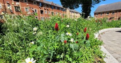 Outrage after wildflower garden 'destroyed' in Cardiff park due to 'terrible mistake' by street cleaning team