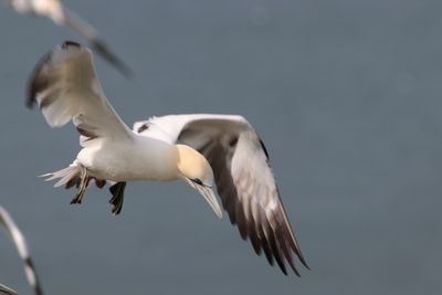 Alarm sounded over scores of seabird deaths in Scotland