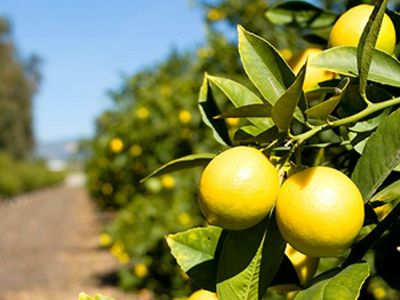 Limoneira Reports Mixed Q2 Results On Pressured Lemon Prices