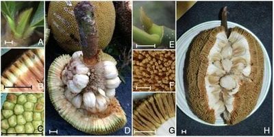 Scientists were baffled by this fruit's quirky biology — but indigenous people knew the answer for centuries