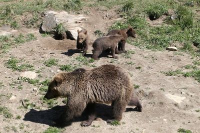 Spain searches for wounded bear and cub after brutal attack