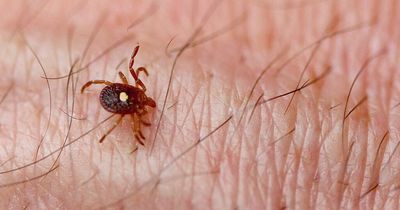 Tick that makes you allergic to meat is spreading across the US, experts are warning