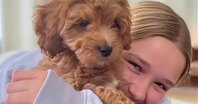 David Beckham shares adorable snaps of new puppy cuddling with daughter Harper