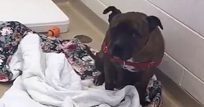 Dog who nobody wants to rehome spends hours crying alone in kennels