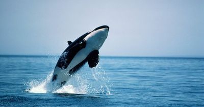 Killer whales strike again off Spanish coast as two sailors rescued after new attack