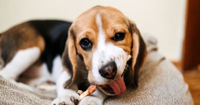 Ultimutt dream job on offer as dog treat taste testers wanted in Ireland