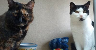 Edinburgh cats up for adoption looking for their forever home