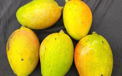 Mango variety named after Kerala University