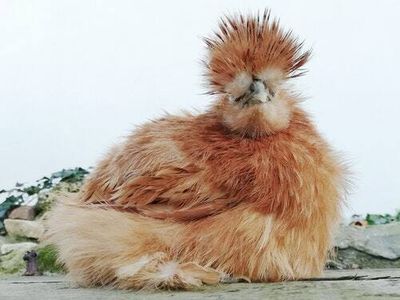 DNA study takes aim at a common misconception about chickens